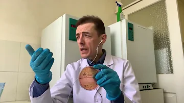 Принципы идентификации микроскопических грибов в лаборатории
