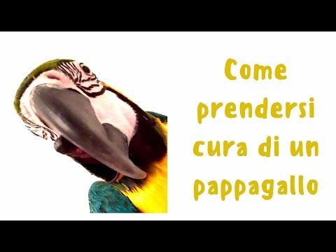 Video: Come Prendersi Cura Di Un Pappagallo Cacatua?