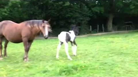 Babies morning walk