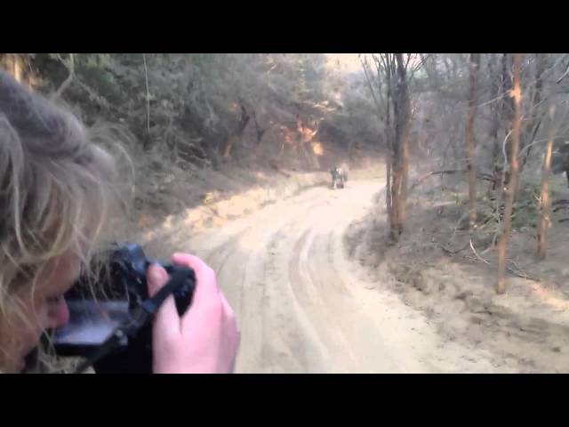 Tiger Safari - Tiger Chase / Attack Jeep in India's Ranthambore National Park class=