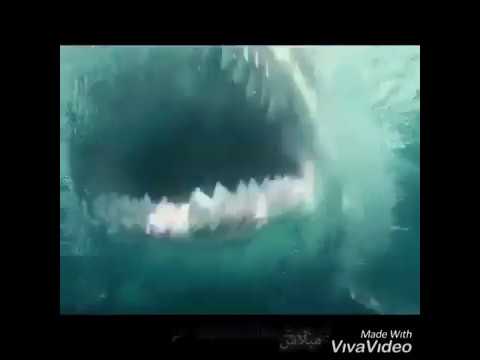 حالة واتس شواحه مهرجان بارد ممل