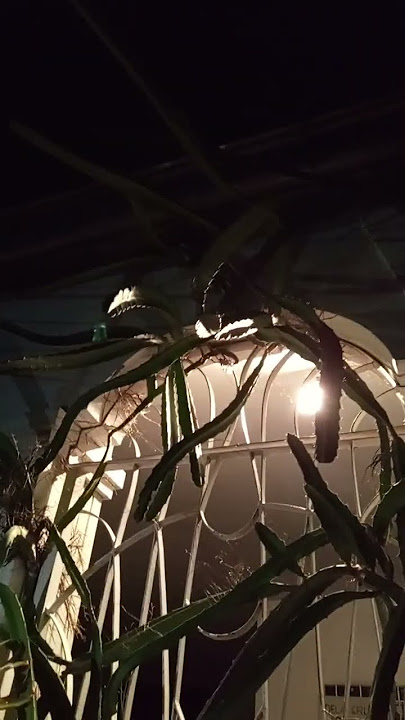 Meron na Naman #flowers #dragonfruits #plants #shortsvideo