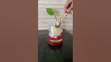 Thumbnail of Mojito Strawberry #minuman #homecafe #jajan #aesthetic #manis #strawberry #jeruk#jeruknipis #fresh