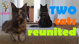 Famous Do cats remember each other after a 3 month separation? Wealth