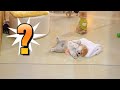 寝る魔！🐾 どこでも即寝する犬ベビーの可愛い日常