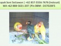 Harga Burung Lovebird Gacor