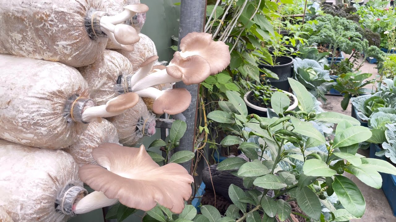 Trải nghiệm trồng nấm bào ngư xám tại nhà 🍄‍🟫