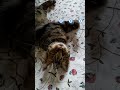 隠し撮りしてたらオコ😡なコテが可愛い♪【すずとコテツ】
