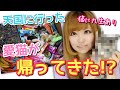 天国に旅立った愛猫が1年後に帰ってきた!?不思議体験談【猫に九生あり】