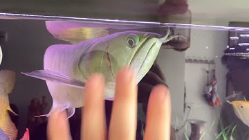 Ghép huyết to cùng với 2 ngân size khủng