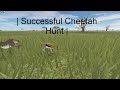 | Successful Cheetah Hunt | Cheetah Documentary - Testing A | Roblox.