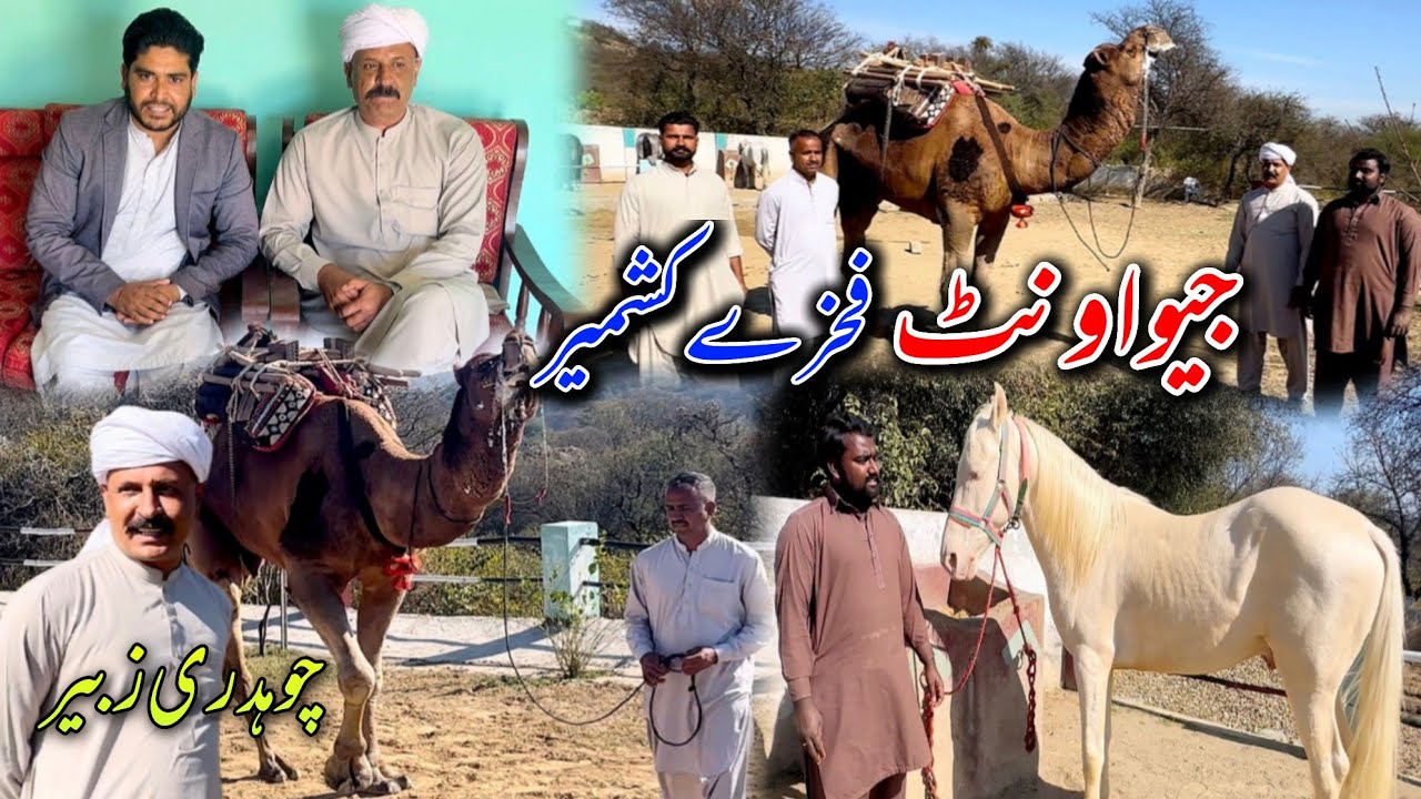 Dera Azad Group Bathar | Ch Zubair & Brothers | Fahre Kashmir Camel & Horses | Bathar Dadyal AJK || 