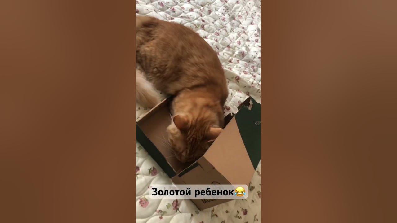 ЗОЛОТОЙ РЕБЕНОК🤣 - YouTube