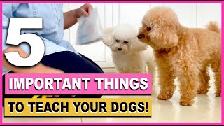 5 IMPORTANT THINGS TO TEACH YOUR NEW PUPPY|How to Train Your Dog Fast and Easy| The Poodle Mom