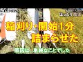 稲刈り開始1分、詰まらせる 田んぼ・2023 20230827 クボタコンバイン・ER323