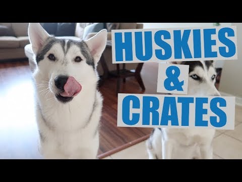 husky training 101