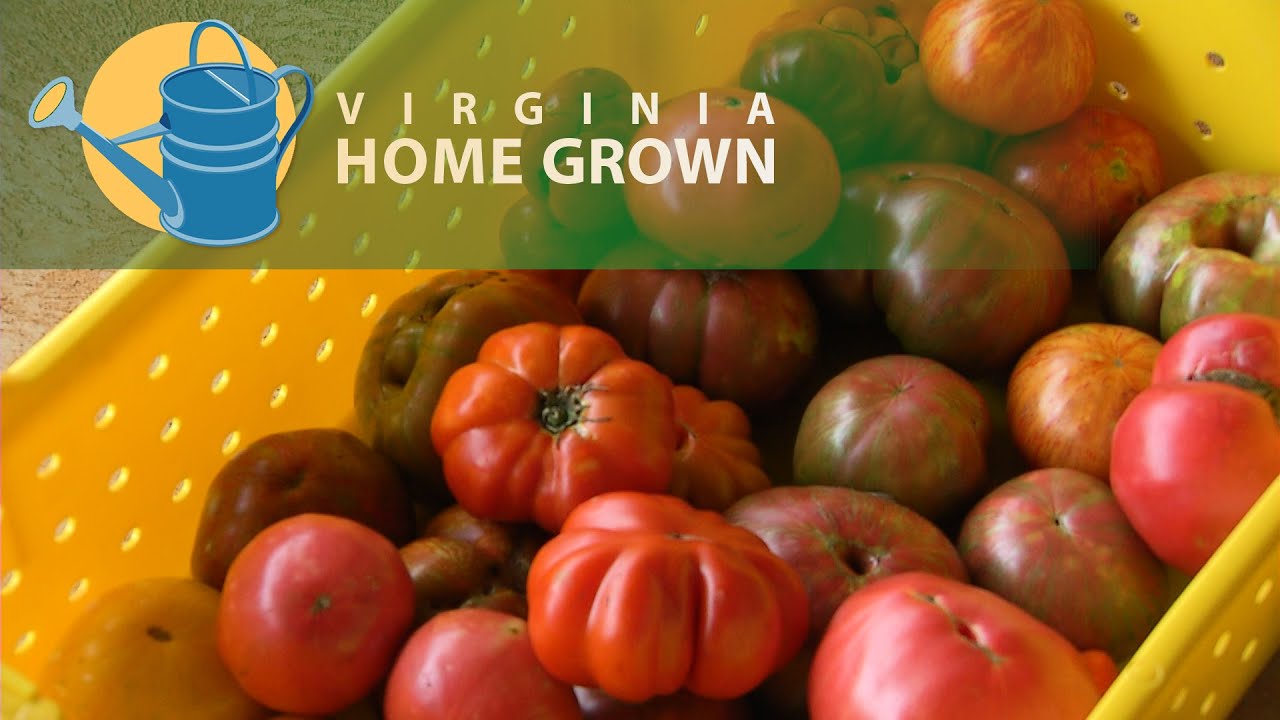 Tufton Farm Heritage and How They Grow Their Crops YouTube