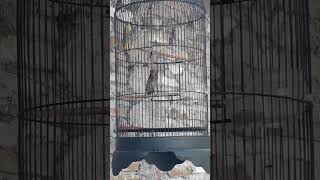 Download Lagu burung takur ungkut ungkut MP3