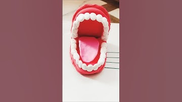 Easy teeth model making|teethmodelusingclay#science#project#claycraft#short#viralsong#viral#trending