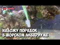 Победа над циано и нитчаткой в морском аквариуме | Чистка последствия