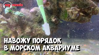 Победа над циано и нитчаткой в морском аквариуме | Чистка последствия