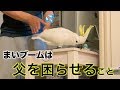 父を困らせるオウム