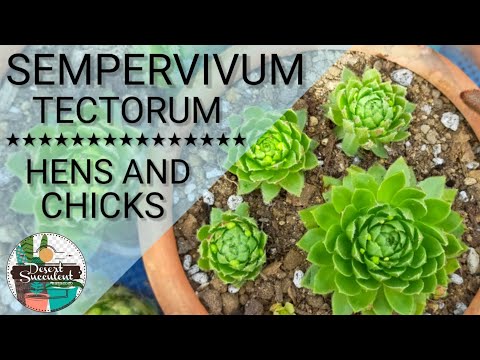 19/100 Hens and Chicks Sempervivum Tectorum Succulent Care Guide 🇵🇭