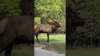 Elk Encounter on a Smoky Mountain Drive