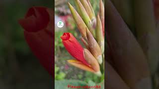 canna canna flower blooming