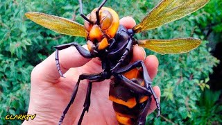 Kapag nakita mo ito, Tumakbo ka na! | 10 Pinaka delikadong Insekto na maaari mong ikapahamak