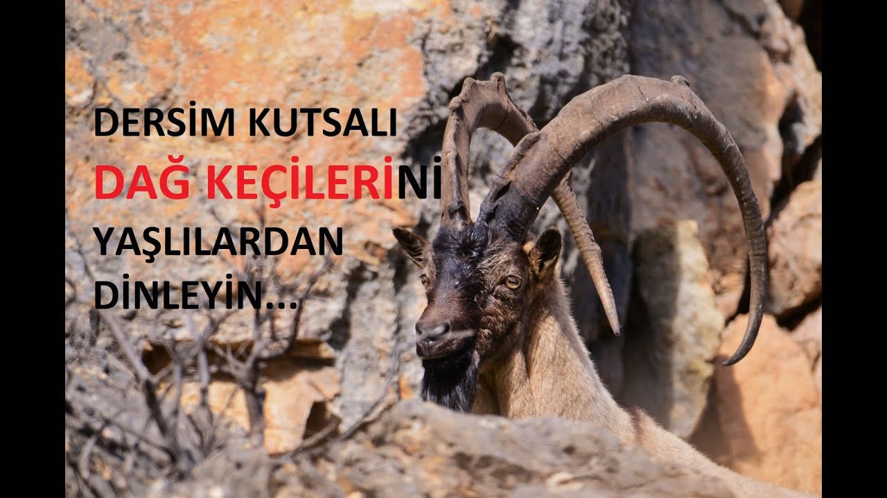 Dersim'deki dağ keçileri: Xızır'ın davarıdır, vurmayın!