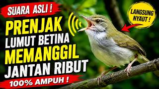 Suara Prenjak Lumut Betina Memanggil Jantan Ribut Asli | Audio Jernih 2026