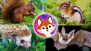 Всеядные животные, 🐿️ викторина для детей. Белка, летучая мышь 🦇, бородавочник и другие.