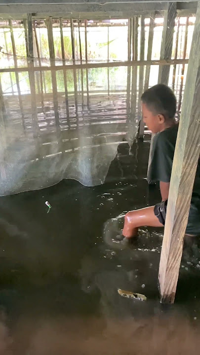 Sumpit ikan haruan di bawah jembatan #shortvideo #shorts #shortsfeed