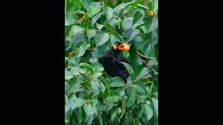 common hill myna likes berry / #birds #naturesvoice #birdsong #nature #wildlife