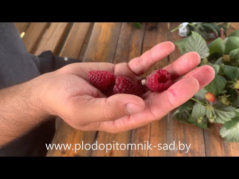 🌿 Малина КАСКАД