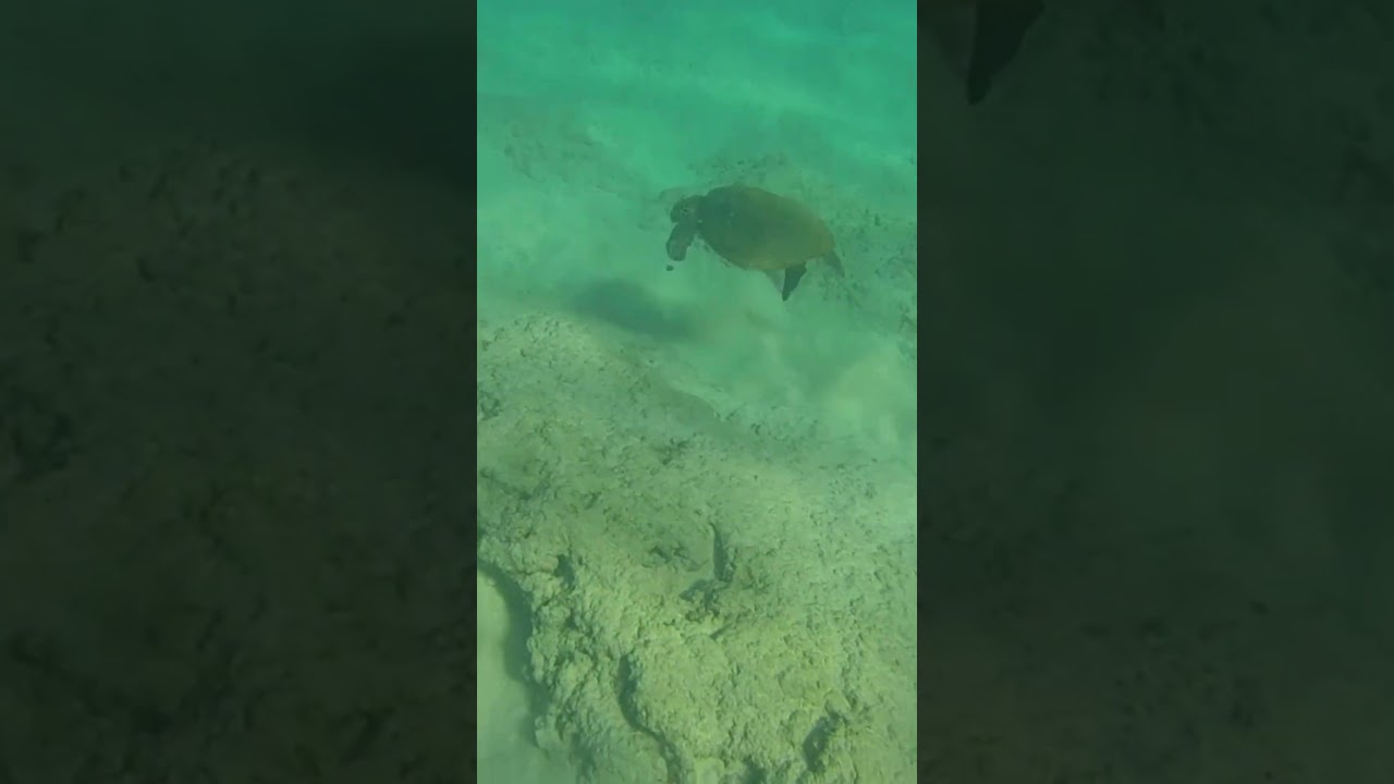 SUP Pacific Northwest to snorkeling in Maui...