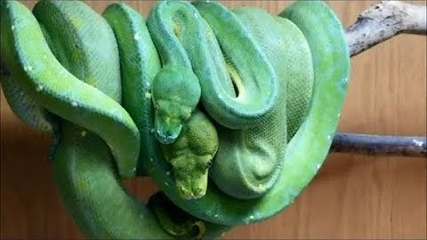 Jaya Lereh X Manokwari Breeding -  Green Tree Python