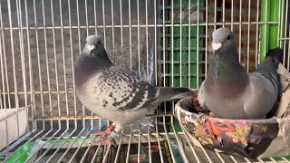 Tested pair and first time pairing. Search for good pigeons continues!