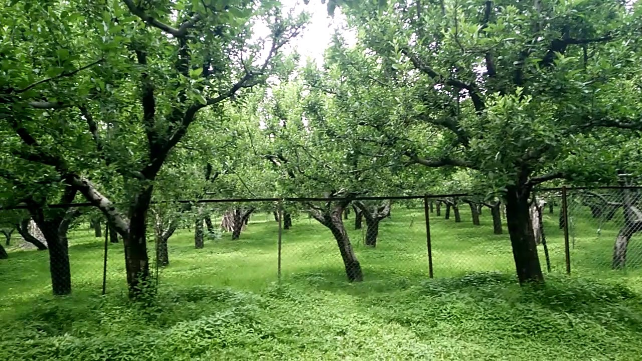 Kashmir Apple tree garden YouTube