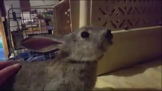 Rabbit Choking Heimlich Maneuver Centrifugal Swing Thoracic Compressions Back Slaps Regurgitation Information