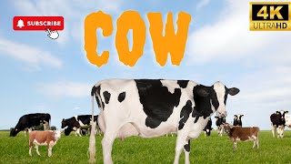 Cow | Animals Simple Videos | Beauty of universe by What have in universe 106 views 7 months ago 8 minutes, 25 seconds
