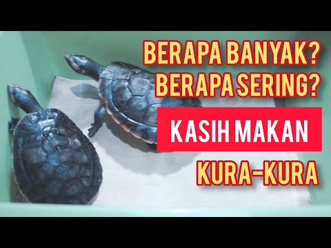 Video: Berapa Banyak Kura-kura Yang Hidup?