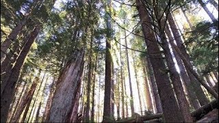 Mount Rainier National Park: Grove of the Patriarchs