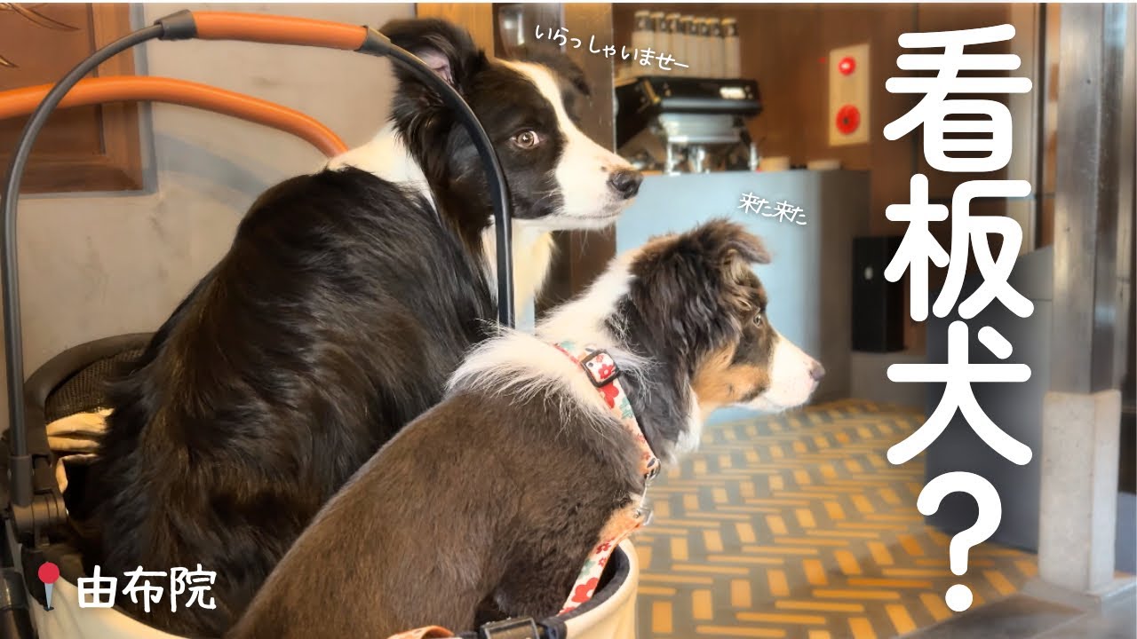 カフェで勝手に看板犬になる犬達がかわいすぎる😂【ボーダーコリー】