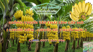 Giống Chuối Tây Thái Lùn Cấy Mô ( Chuối Xiêm, Chuối Sứ, Chuối Mốc )