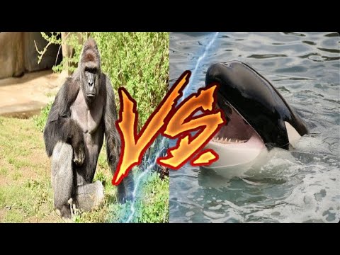 Gorilla Vs Killer Whale Youtube 
