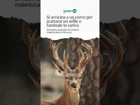 Video Si avvicina a un cervo per scattarsi un selfie e l'animale lo carica