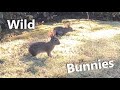 Wild Bunnies, Quail, Chipmunks, & Robins | Nature Cam #2