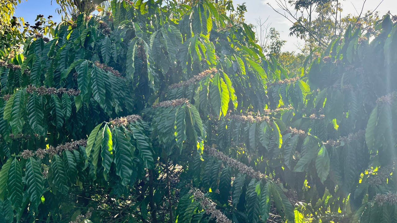 Dạo vườn cà phê xanh lùn ngắm quay hoa tuyết siêu đẹp 